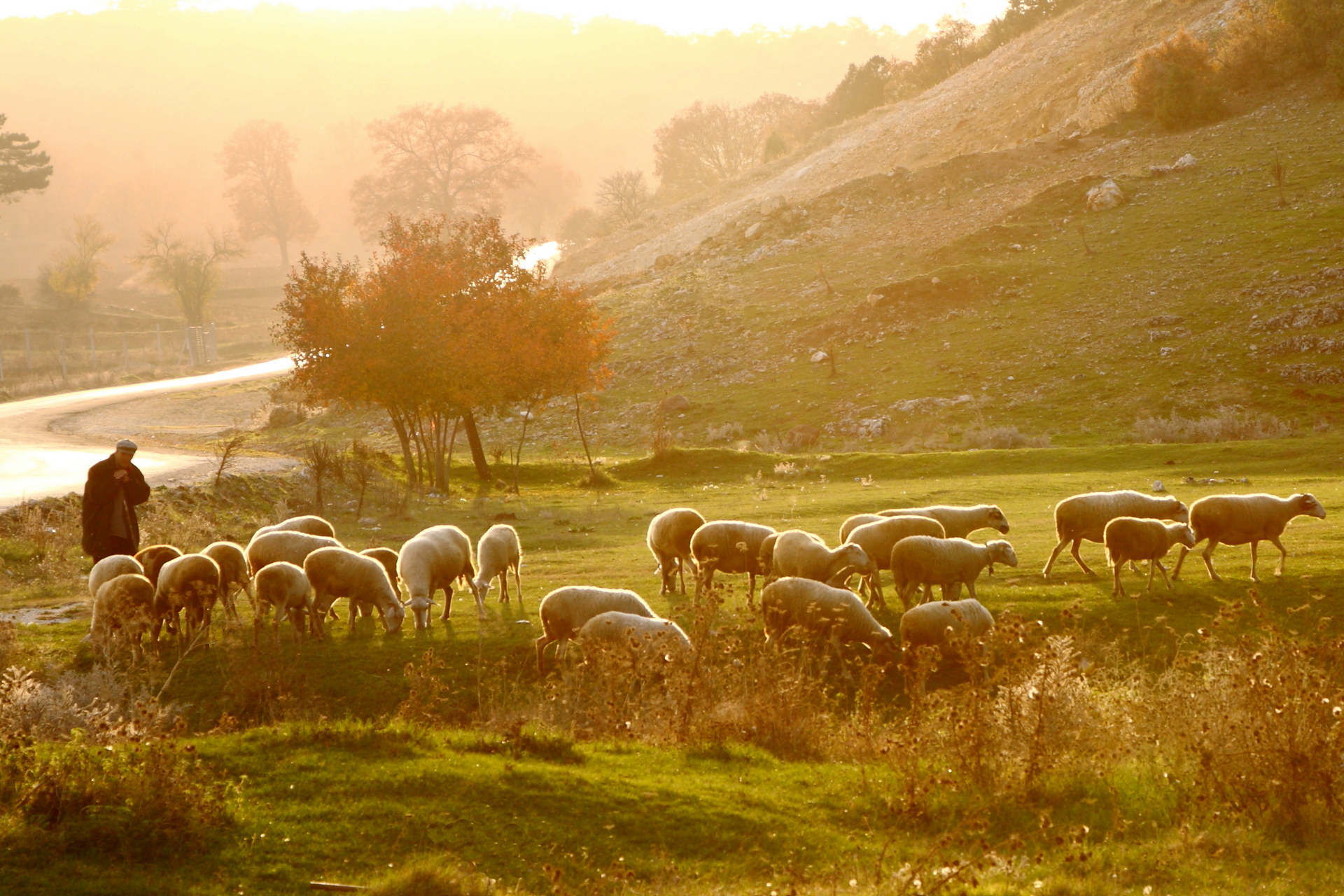 Shepherd,Herding,Sheep,At,Sunrise,Across,The,Pasture